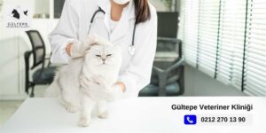 Aşı olmak için veteriner kliniğine gelmiş bir kedi.