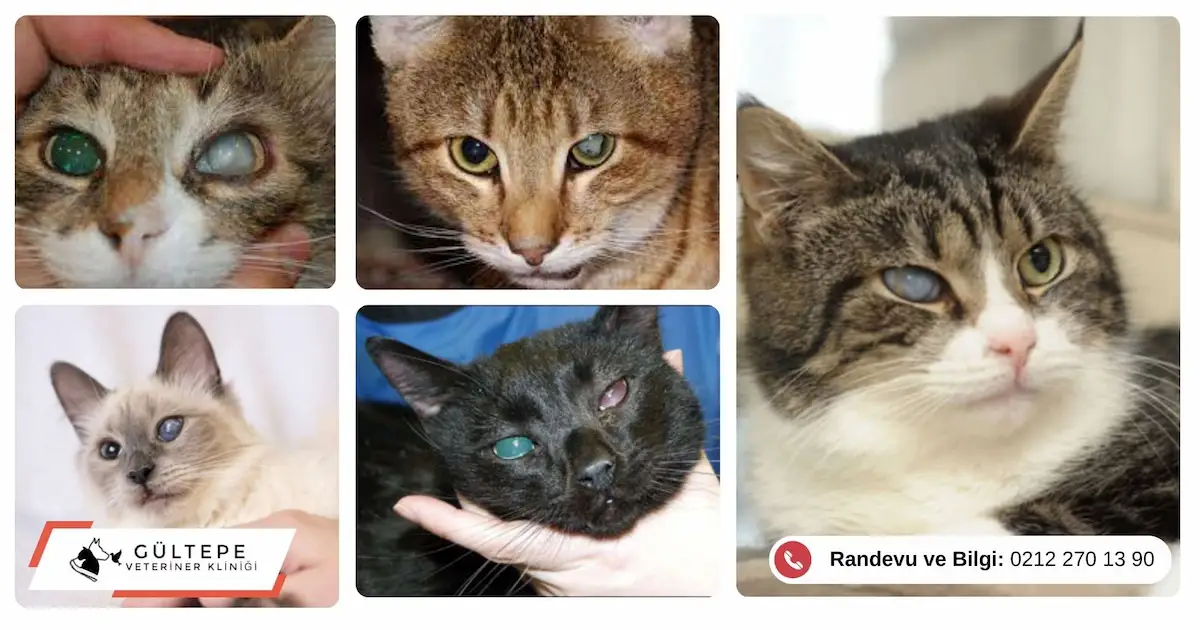 Katarakt olmuş kedi gözlerinin resmi.