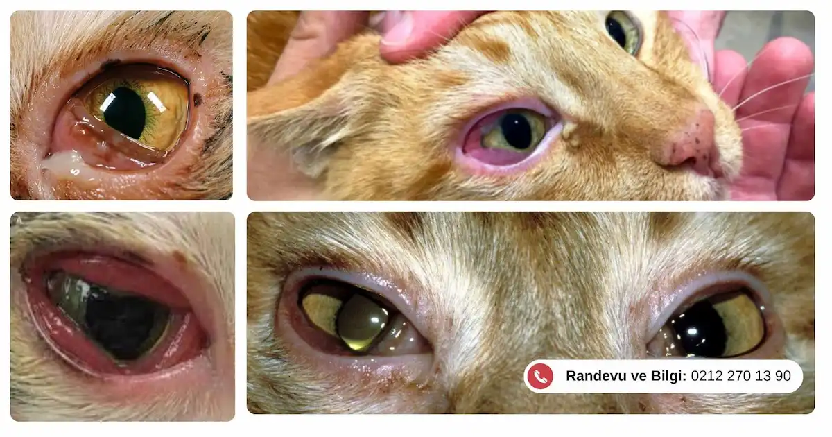 Konjonktivit hastalığı olan kedi gözleri