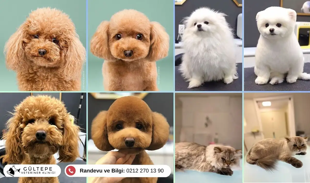 Pet Kuaförlüğü Öncesi Sonrasını Anlatan Görsel