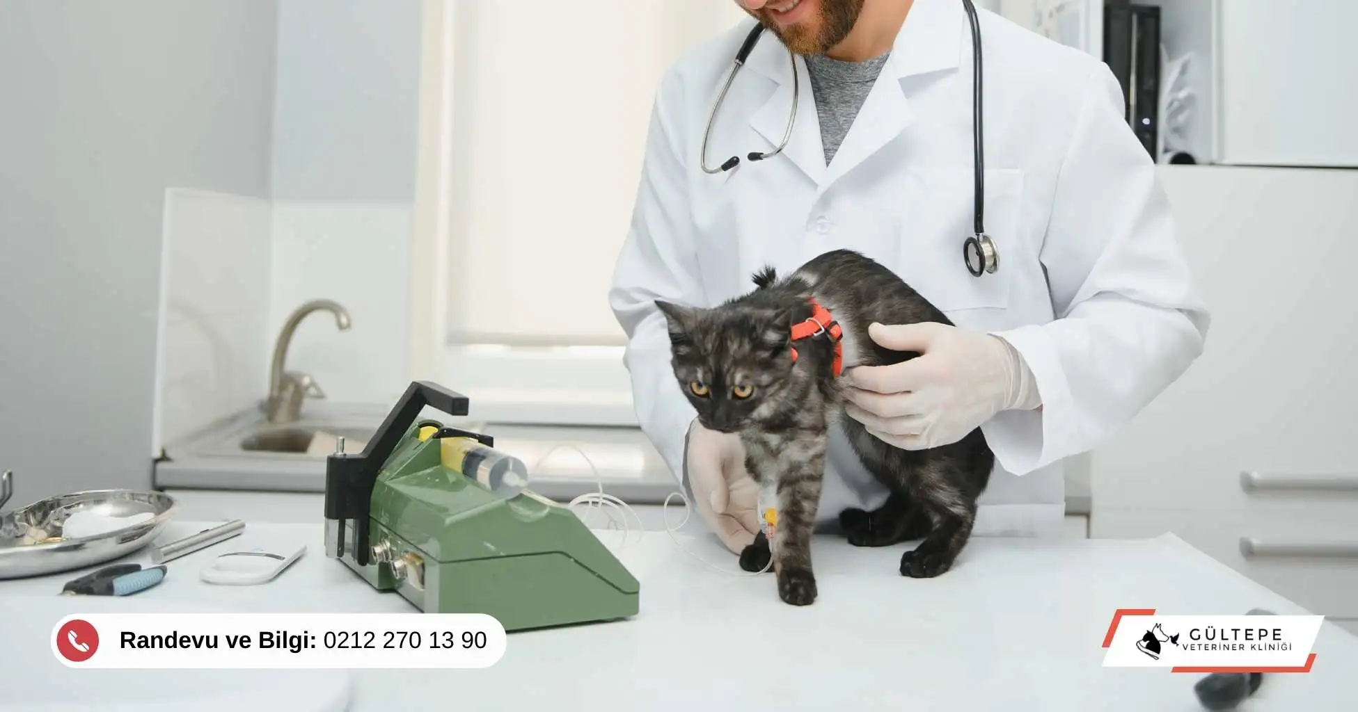 İshal tedavisi için veteriner hekim tarafından muayene edilen kedi
