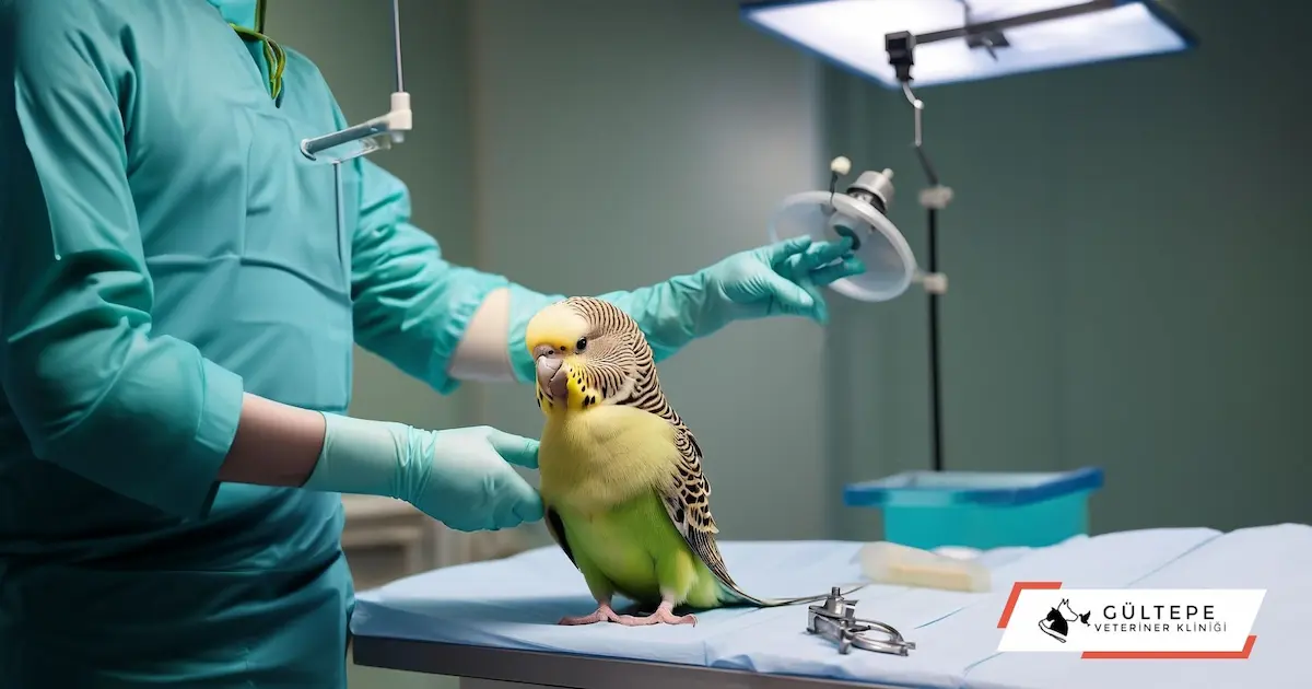 Tümör ameliyatı olan muhabbet kuşu