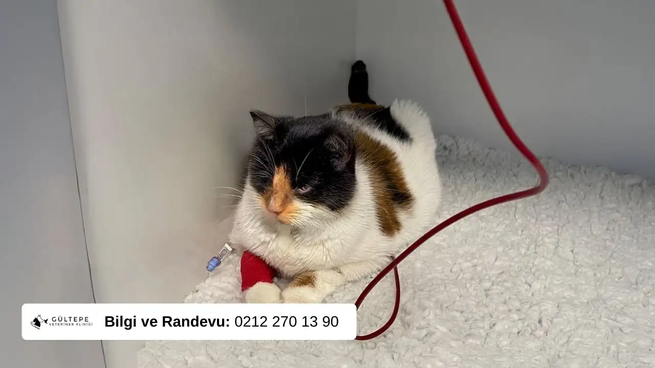 Anemi tedavisi gören kedi fotoğrafı. Kediye kan nakli yapılıyor.