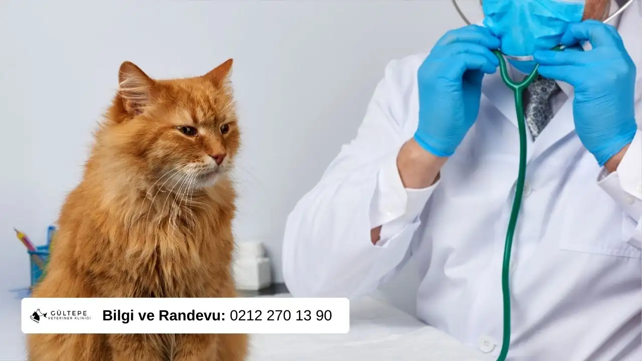 Kedi Kan Paraziti Tedavisi