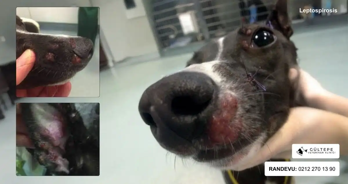 Köpeklerde Leptospirosis bakterisine maruz kalmış köpeğin burnunda çıkan yaraları gösteren resim.