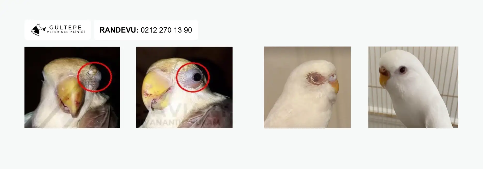 Muhabbet Kuşu Göz İltihabı Tedavi Öncesi ve Sonrası Durumlar