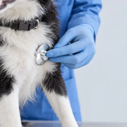Kağıthane Veteriner Check-Up