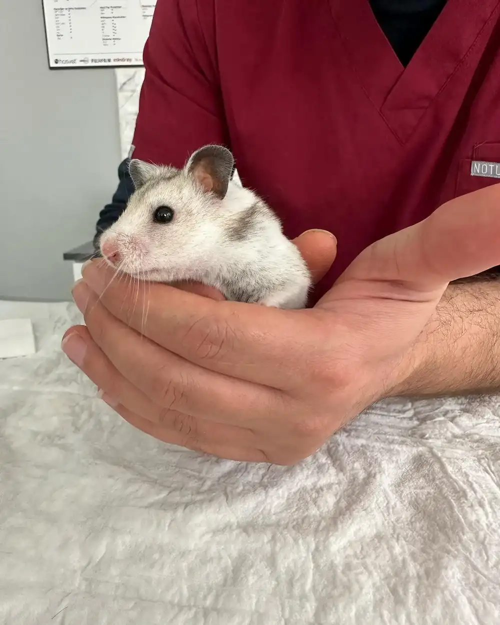 Kağıthane Hamster ve Fare Veterineri